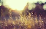 qtsbg021_hires.webp